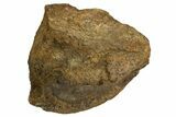 Fossil Dinosaur Vertebra Centrum - Judith River Formation #326438-3